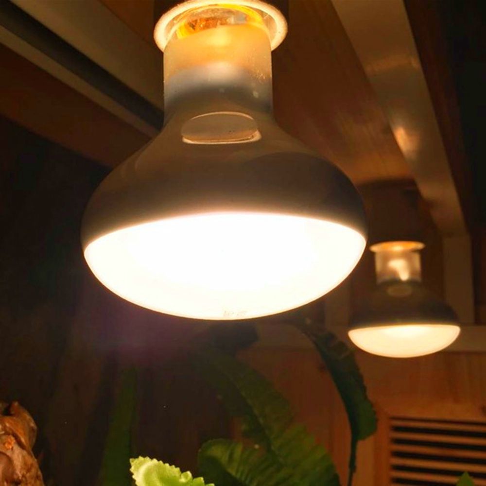 Eidechsen-Heizstrahler mit Tem – Basking Bulb Halogen Bewertung und Preis