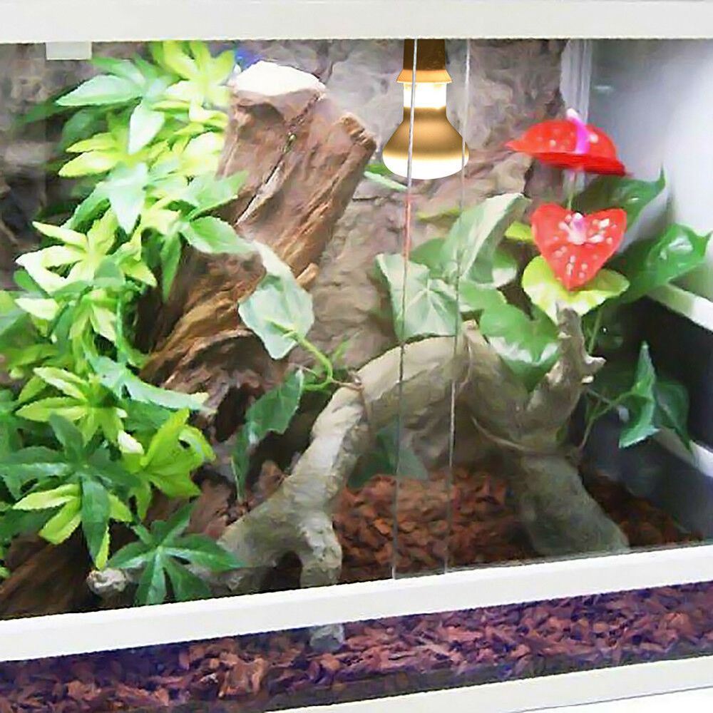 Eidechsen-Temperaturregler Wär – Basking Bulb Halogen Bewertung und Preis
