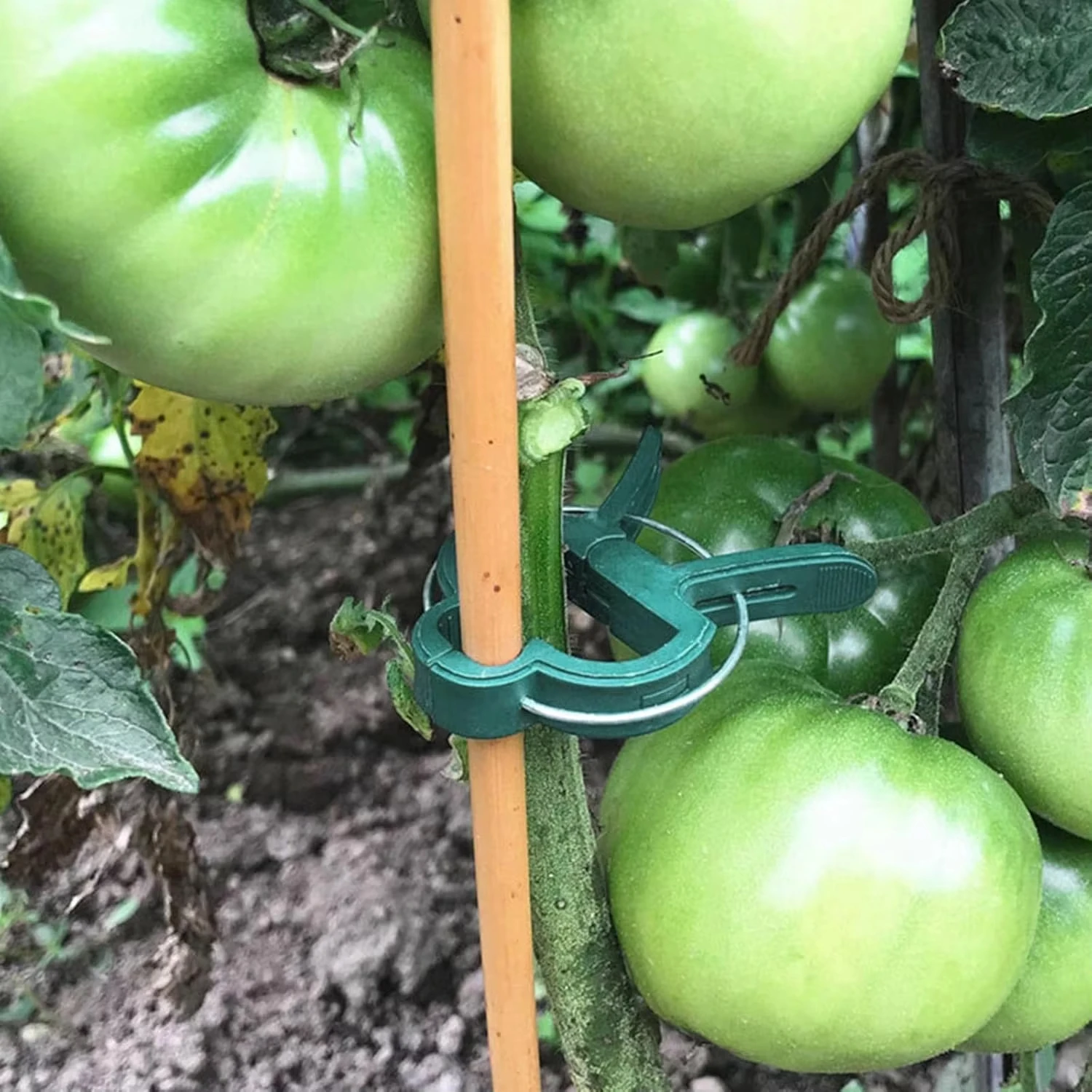 Pflanze Feste Clips Wiederverw – Vine Climbing Plastic Bewertung und Preis