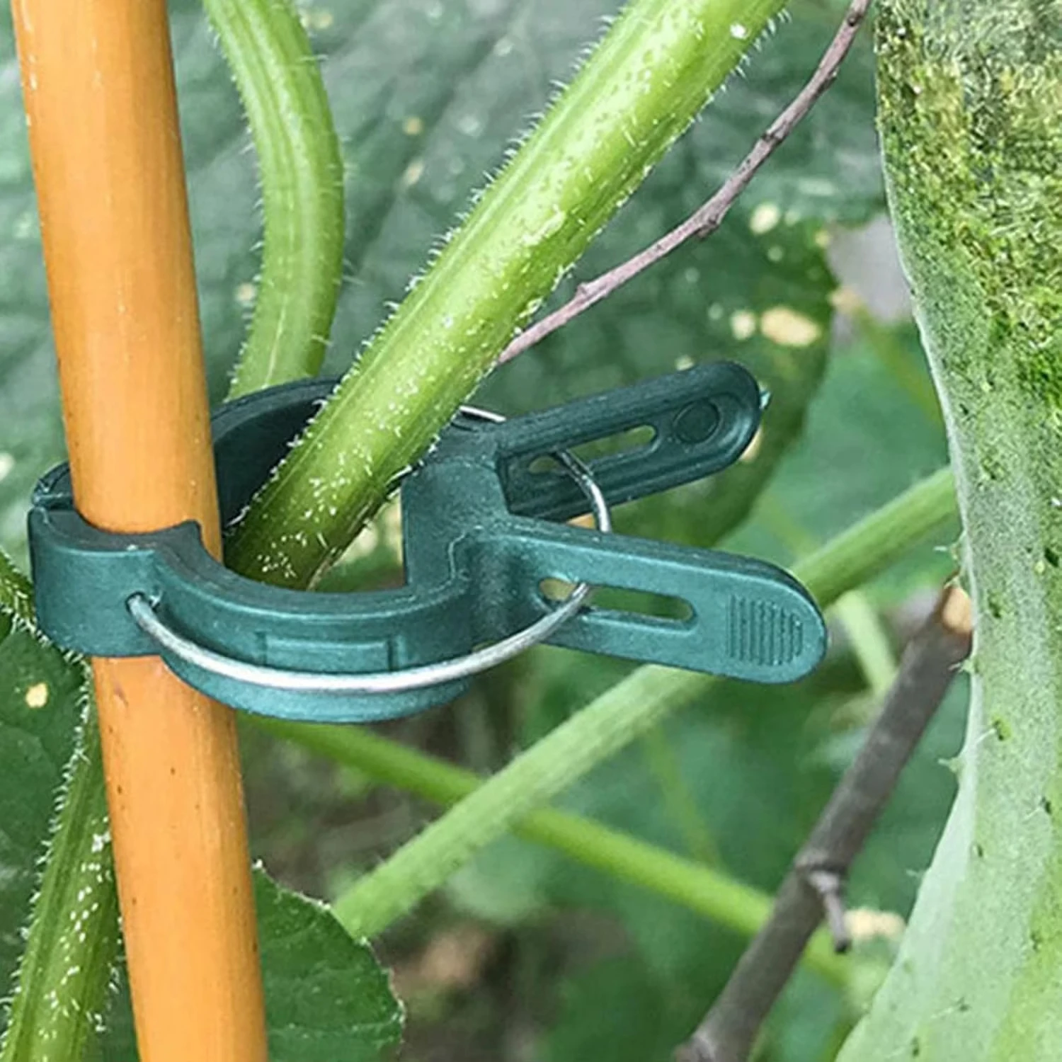 Pflanze Feste Clips Wiederverw – Vine Climbing Plastic Bewertung und Preis
