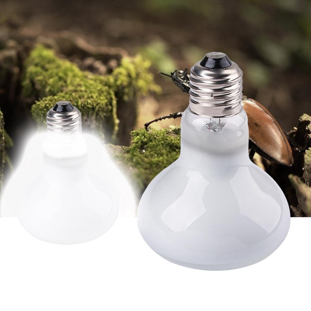 Amphibien-Temperaturregler Wär – Basking Bulb Halogen Bewertung und Preis