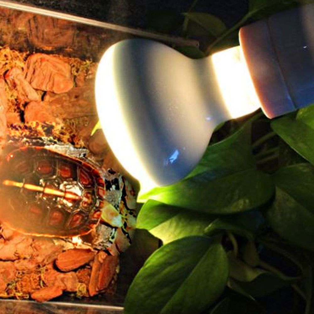 Schildkröten-Heizgerät Tempera – Basking Bulb Halogen Bewertung und Preis